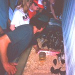 Volunteers selecting baby chickens.