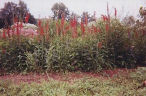 Photo of a medicinal garden.