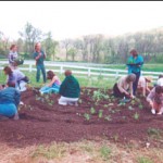 Volunteers planting a medicinal garden.