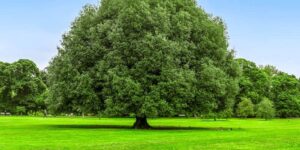 KOINONIA-FOUNDATION-PICTURE-OF-TREE-WITH-BLUE-SKY-AND-GRASS-FOREGROUND